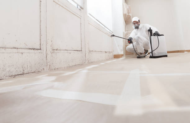 Black mold remediation team in Greeley